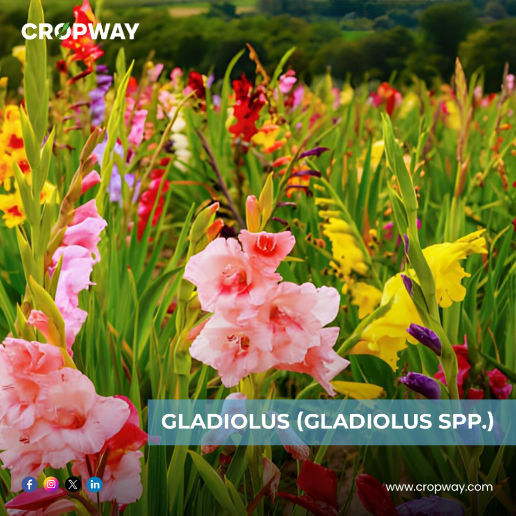 Gladiolus-Best Bulb Plants