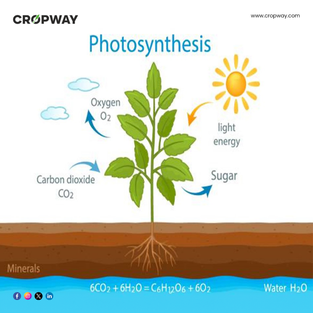 Air Pollution on Chlorophyll Levels in Leaves