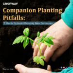 Tomatoes Companion Planting Warnings