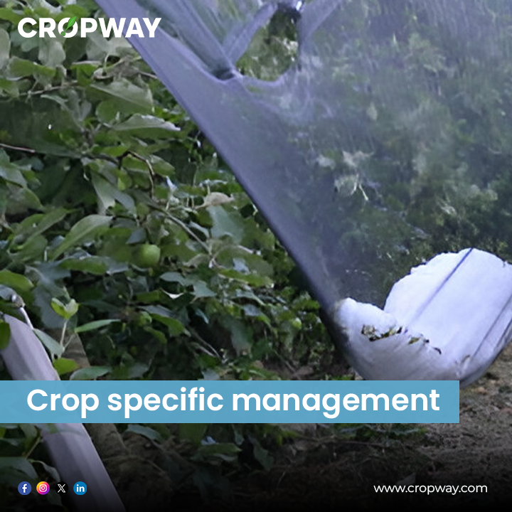  Crop specific management