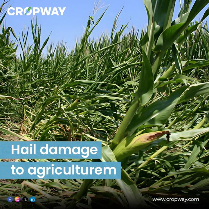 Hail damage to agriculture