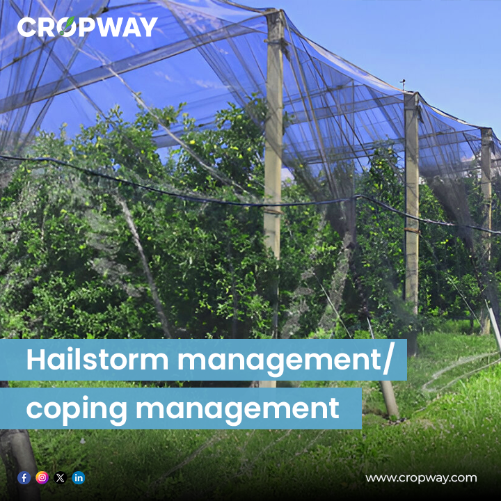 Hailstorm management/coping management