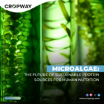 Microalgae The Future of Sustainable Protein Sources for Human Nutrition