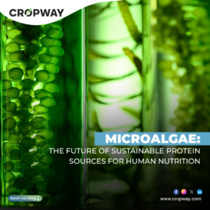 Microalgae The Future of Sustainable Protein Sources for Human Nutrition