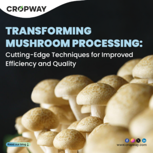 Transforming Mushroom Processing: Cutting-Edge Techniques for Improved Efficiency and Quality