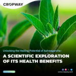the Healing Potential of Ashwagandha