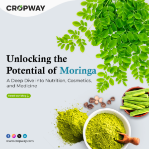 Unlocking the Potential of Moringa Oleifera