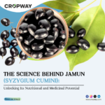 Benefits of Jamun or Syzygium cumini