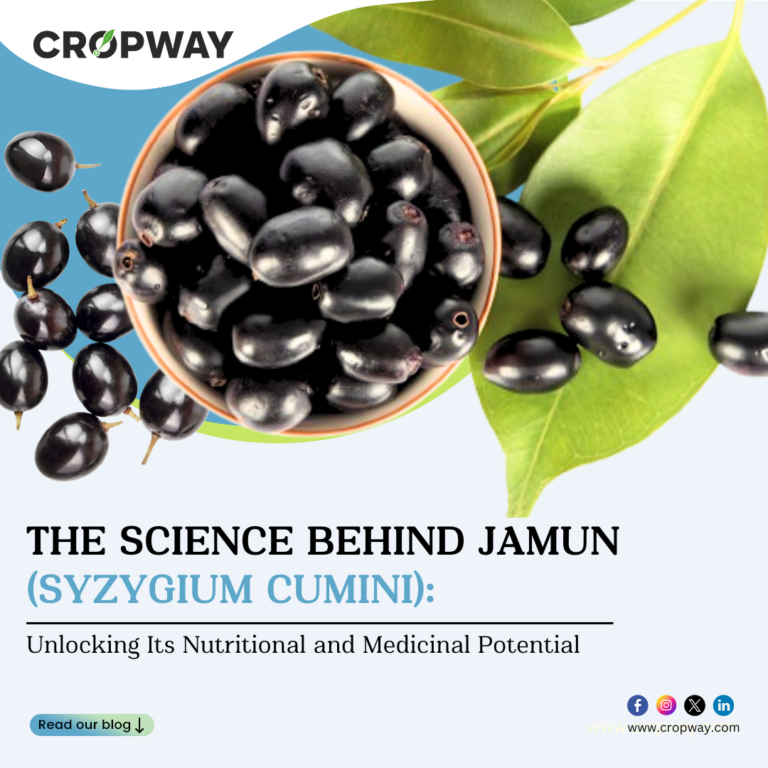 Benefits of Jamun or Syzygium cumini