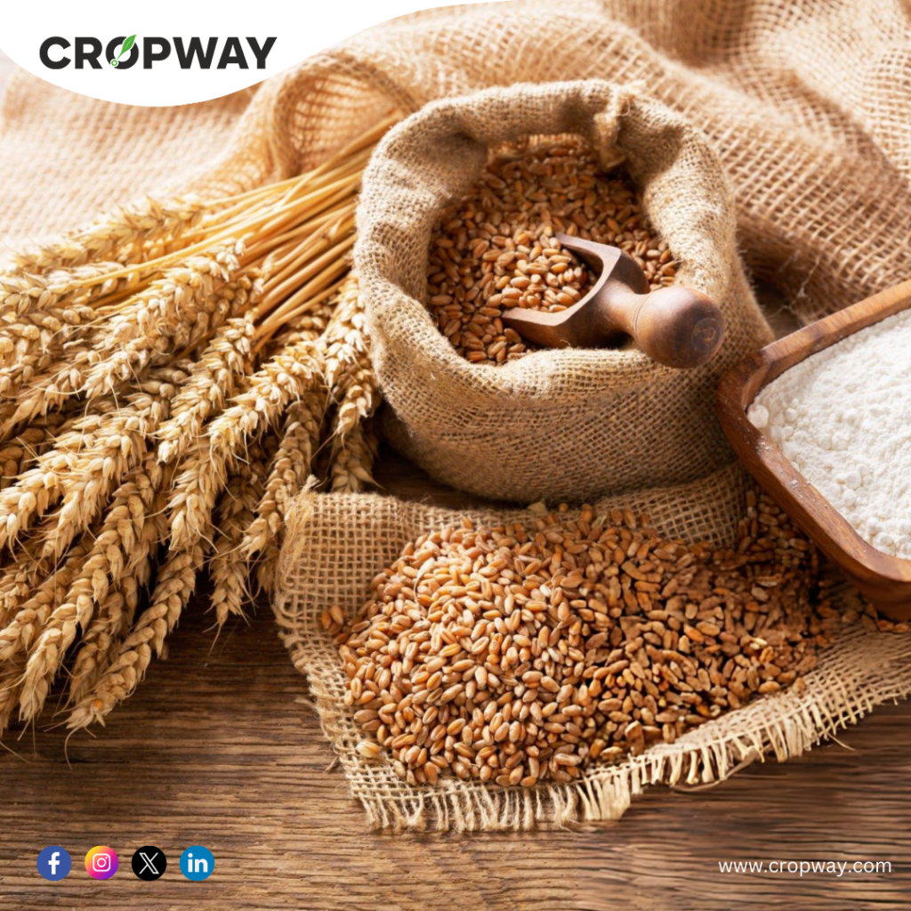 Characteristics of HD 3386 Wheat