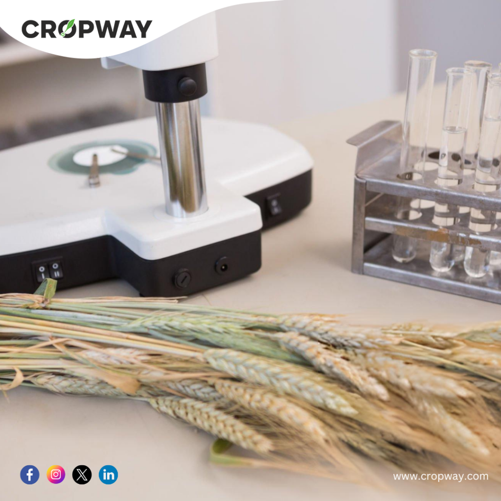 Development of HD 3386 Wheat