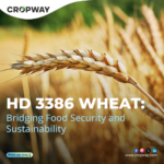 HD 3386 Wheat