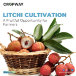 Litchi Cultivation A Fruitful Opportunity for Farmers