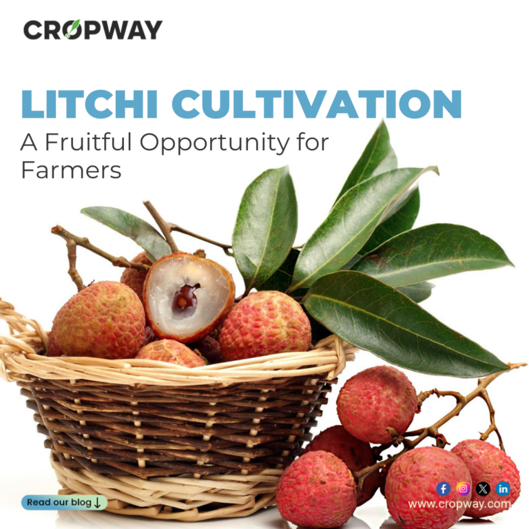 Litchi Cultivation A Fruitful Opportunity for Farmers