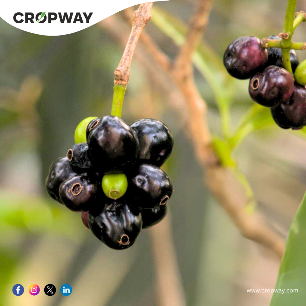 Nutritional Benefits jamun