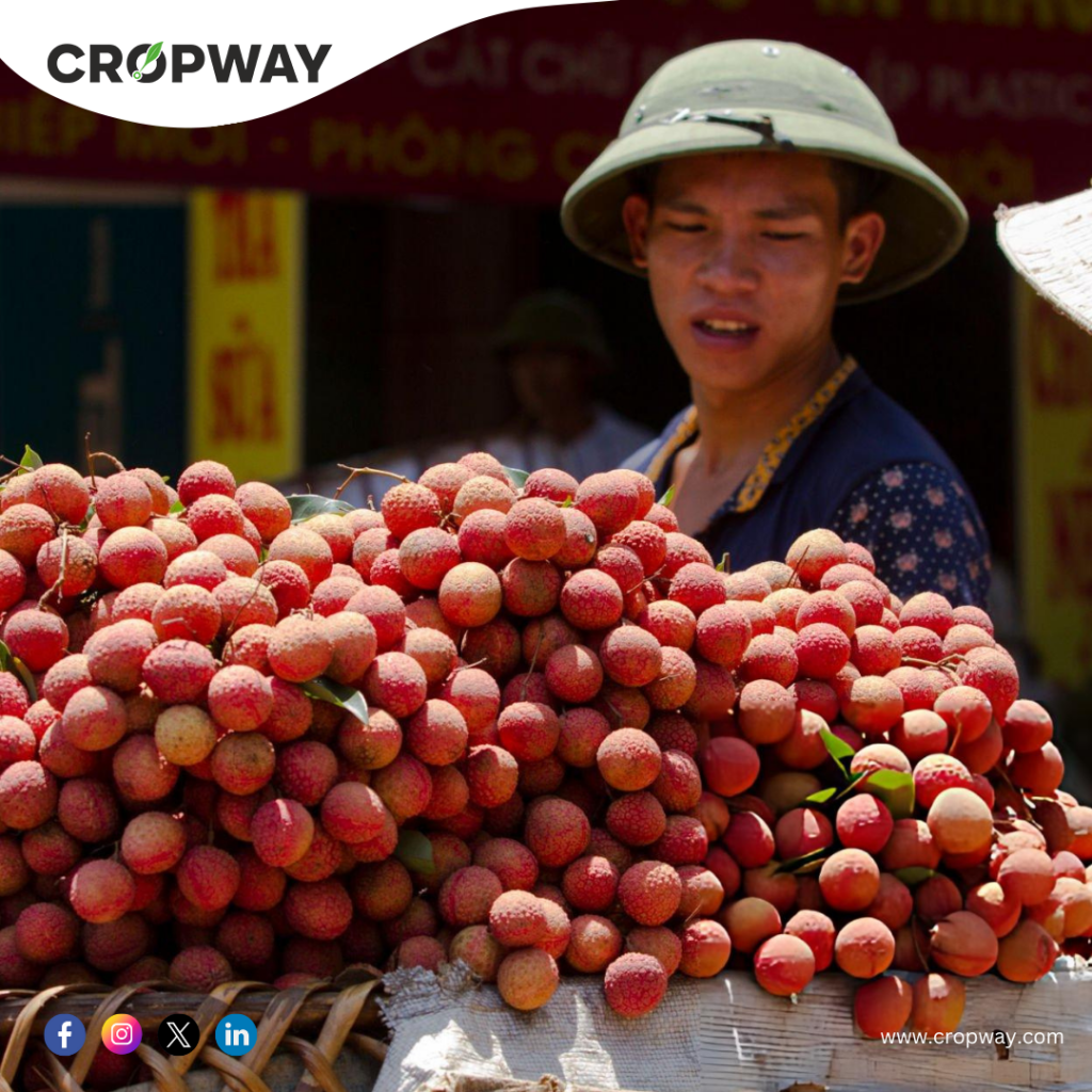 The rise of litchi cultivation
