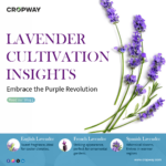 Lavender Cultivation Insights