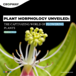 Plant Morphology Unveiled