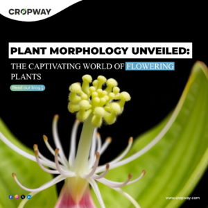 Plant Morphology Unveiled