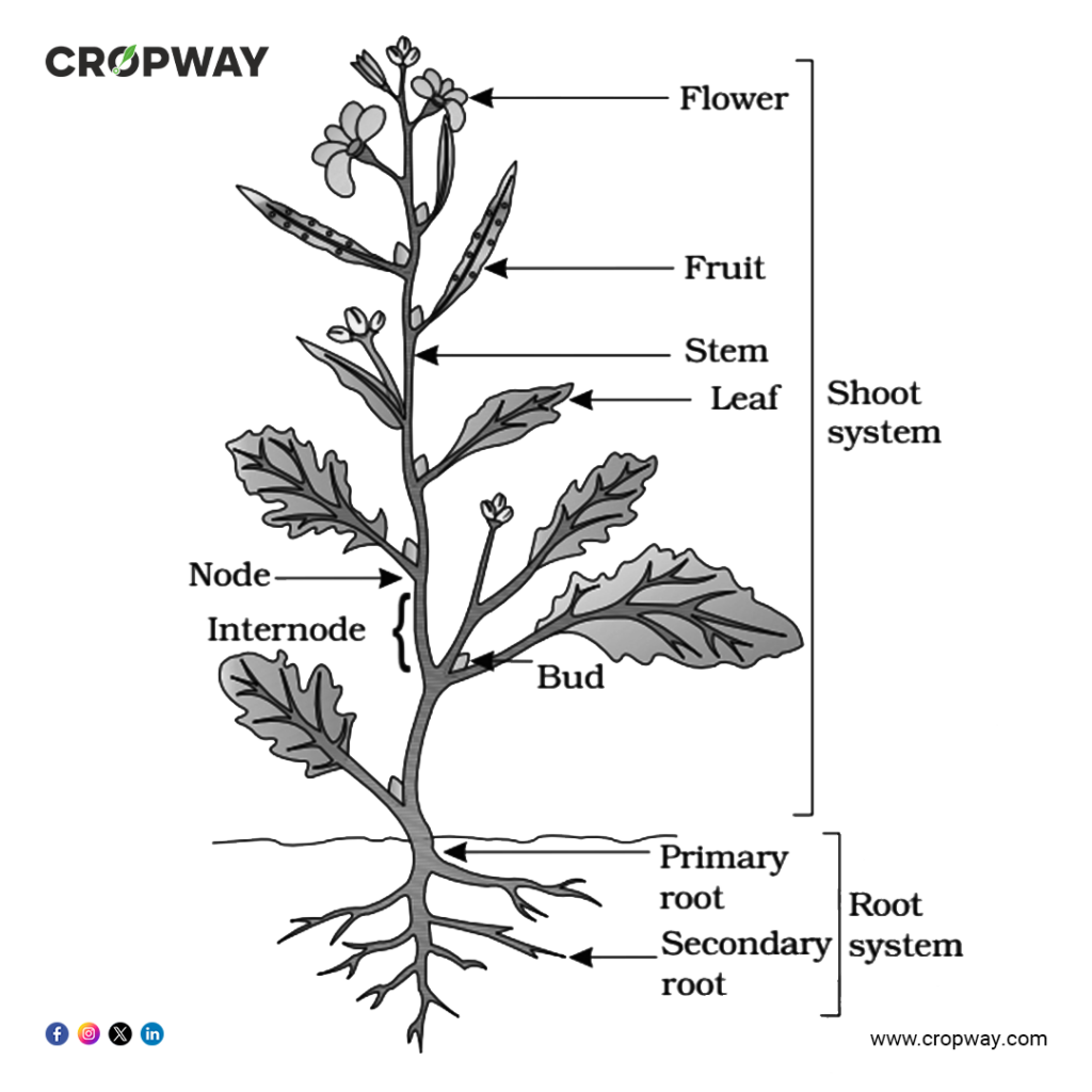 Plant morphology Key Components of Flowering