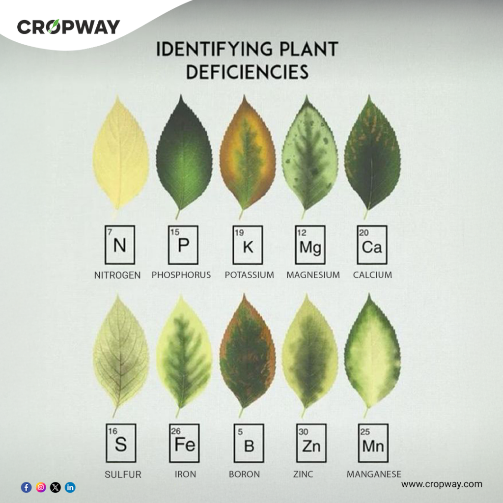 Types of Plant Deficiencies