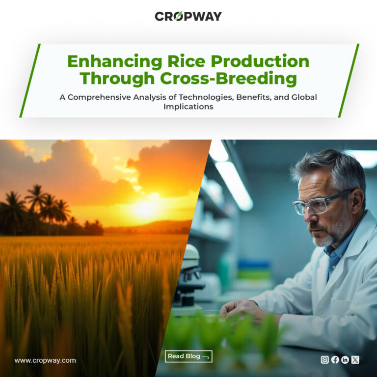 Rice Production Through Cross-Breeding